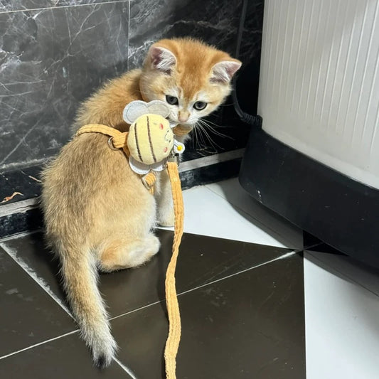 Yellow Bee Set Harness&Leash